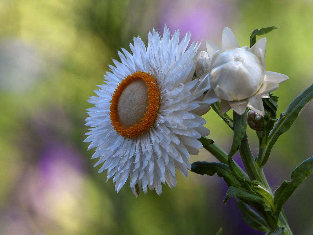 WhiteFlower2.jpg