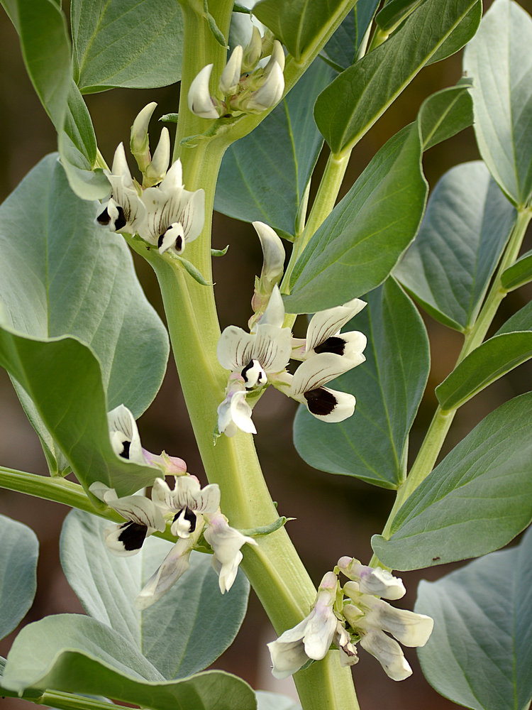 WhiteFlower2.jpg