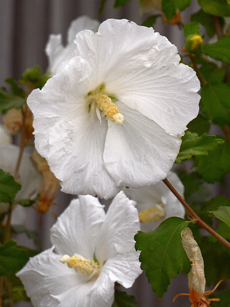WhiteFlower2.jpg