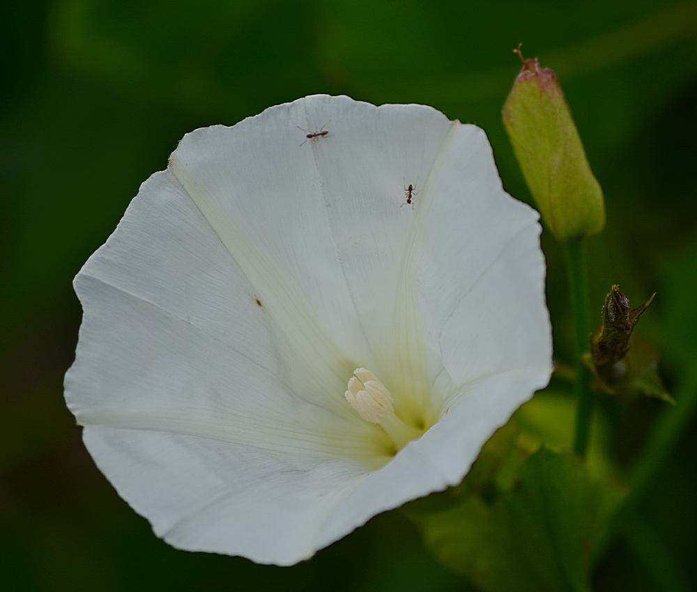 WhiteFlower3.jpg