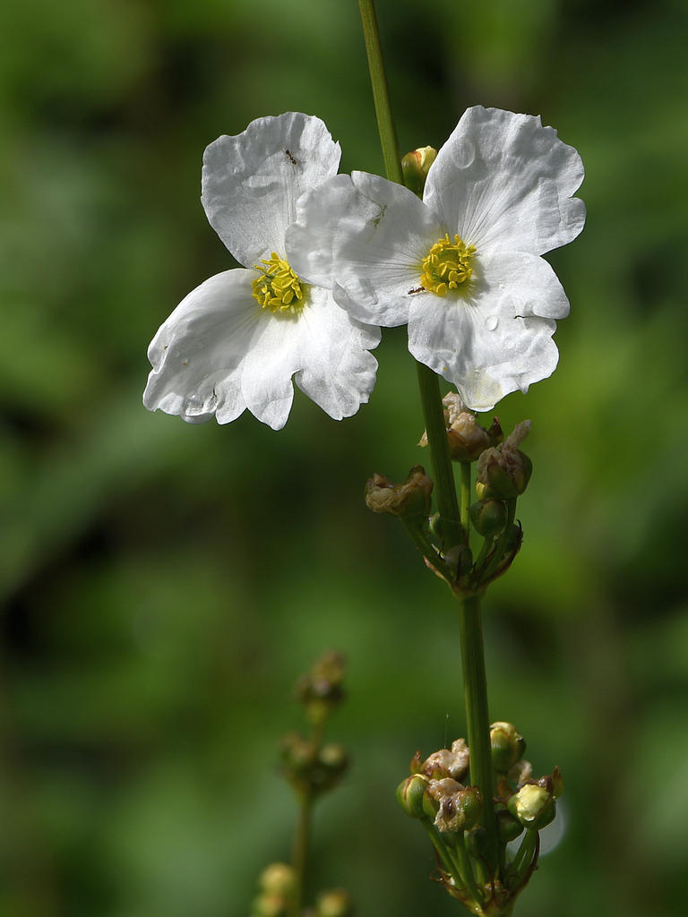 WhiteFlower4.jpg