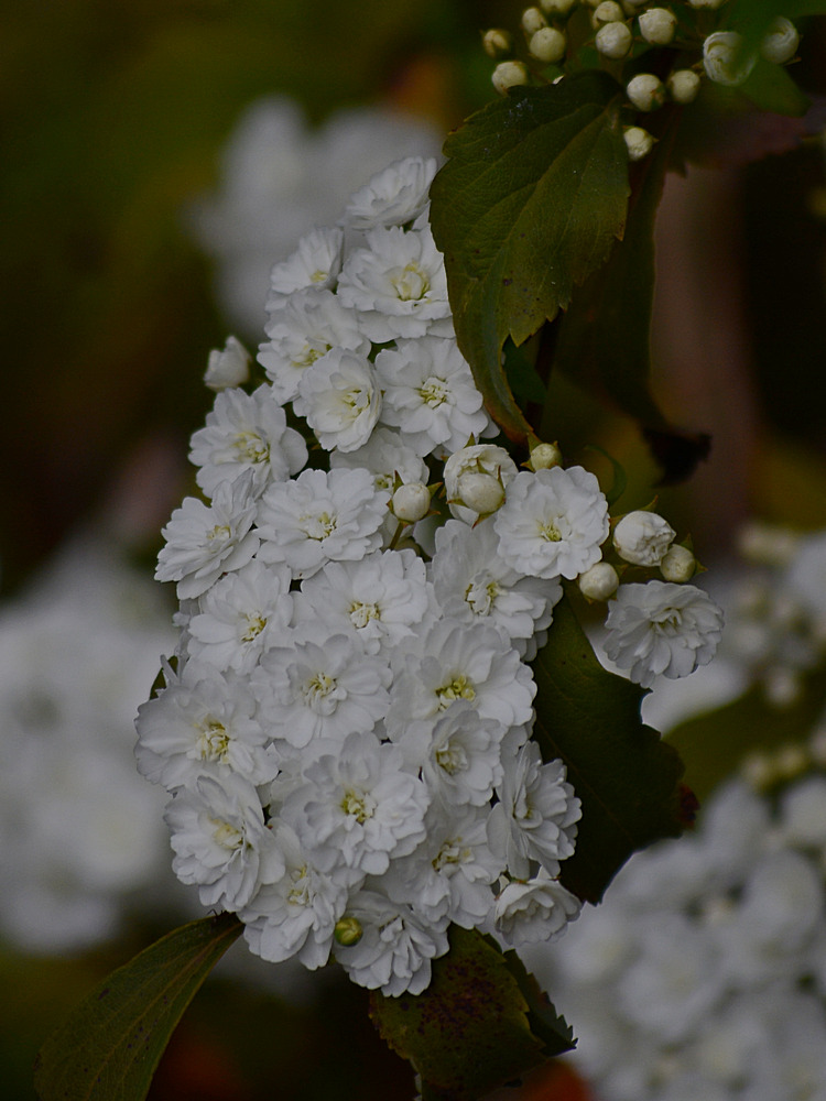 WhiteFlower4.jpg