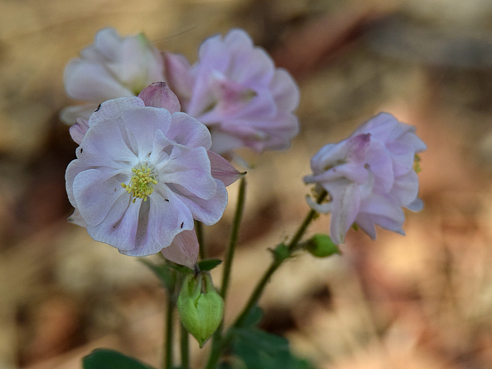 WhiteFlower_2015-04-29.jpg