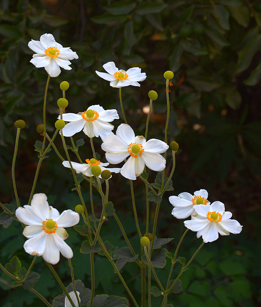 WhiteFlowers.jpg