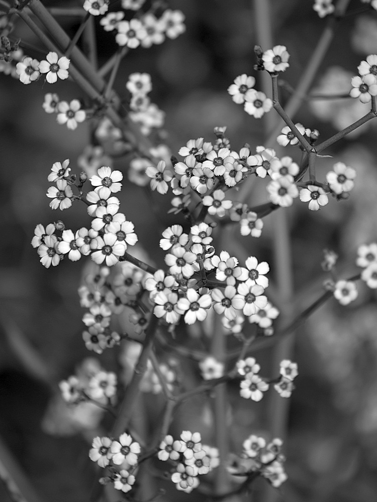 WhiteFlowers.jpg