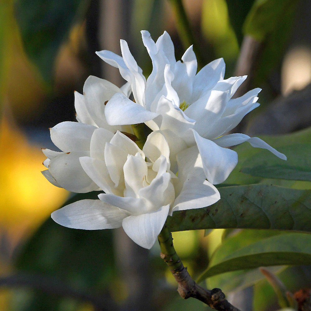 WhiteFlowers.jpg
