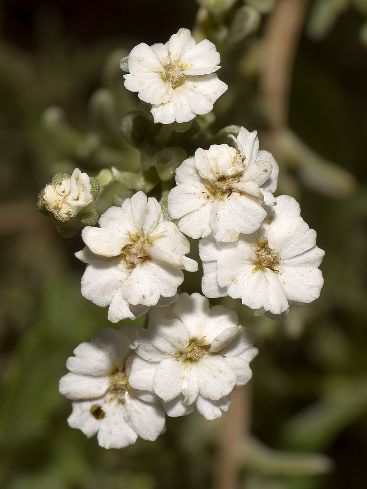 WhiteFlowers.jpg