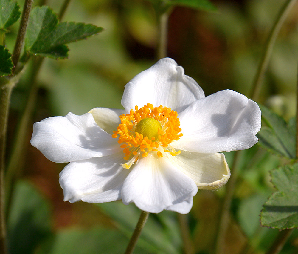 WhiteFlowers2.jpg
