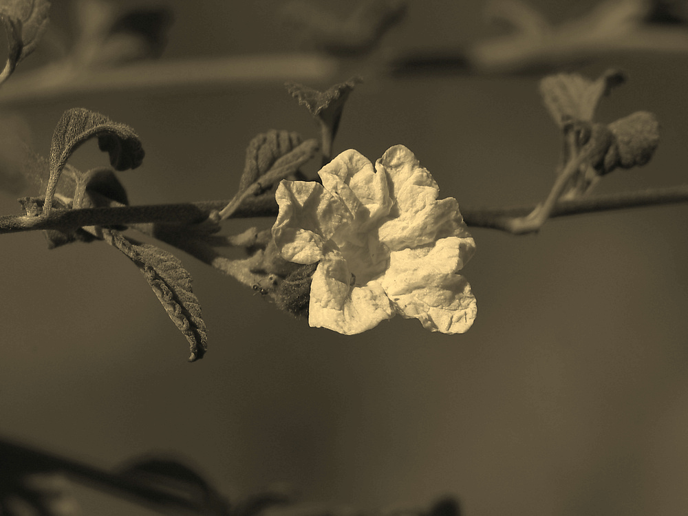 WhiteFlowerSepia.jpg
