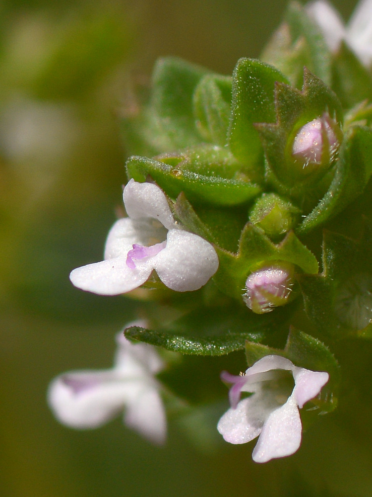 WhiteMicroFlower2.jpg
