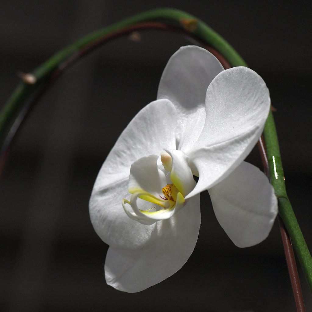 WhiteOrchid.jpg