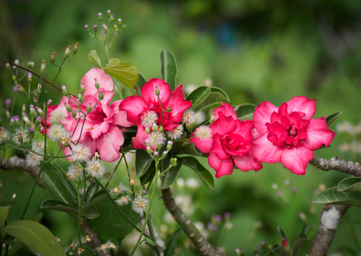 whitered-1-2.jpg