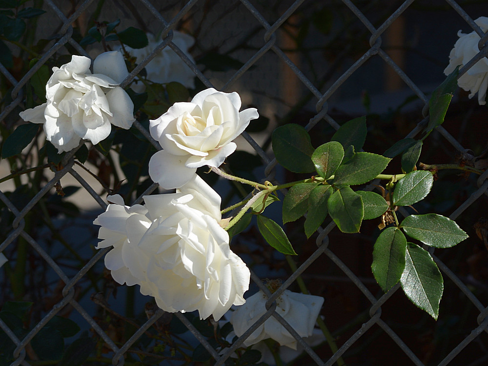 WhiteRose.jpg