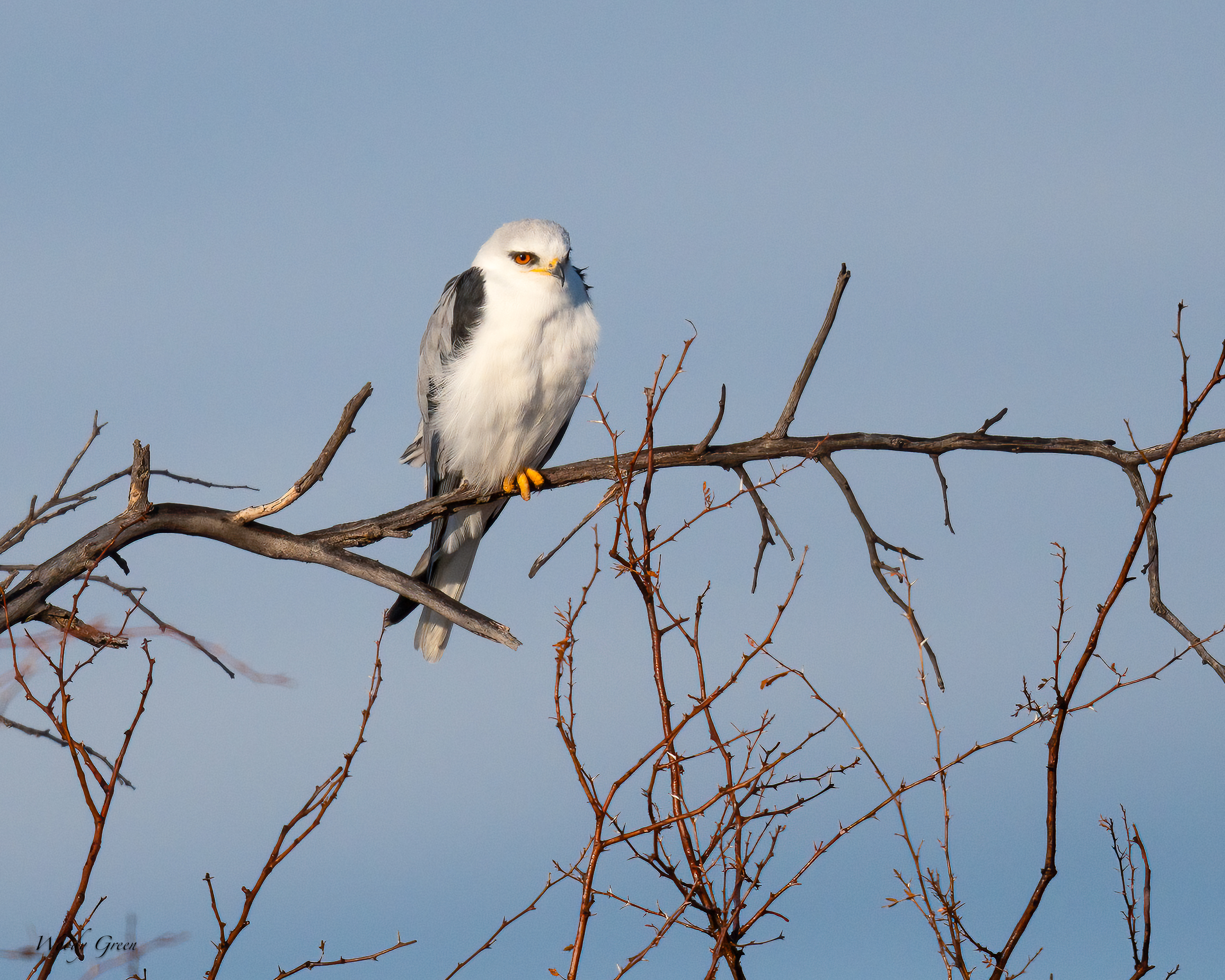 WhiteTailedKite-242.jpg