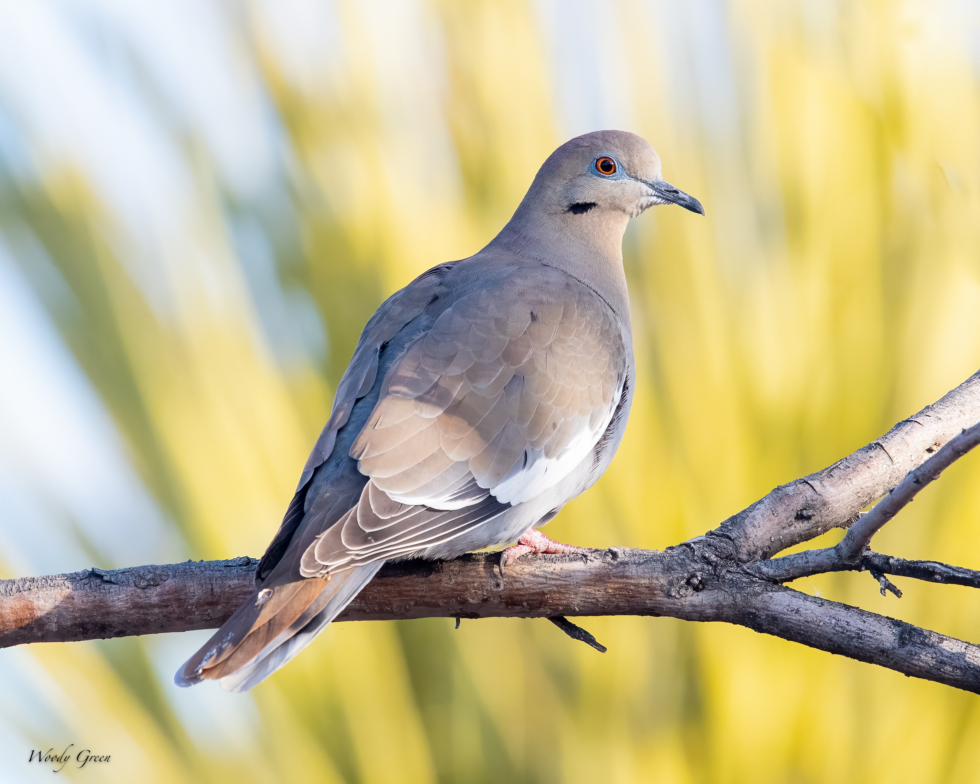 WhiteWingedDove-500.jpg