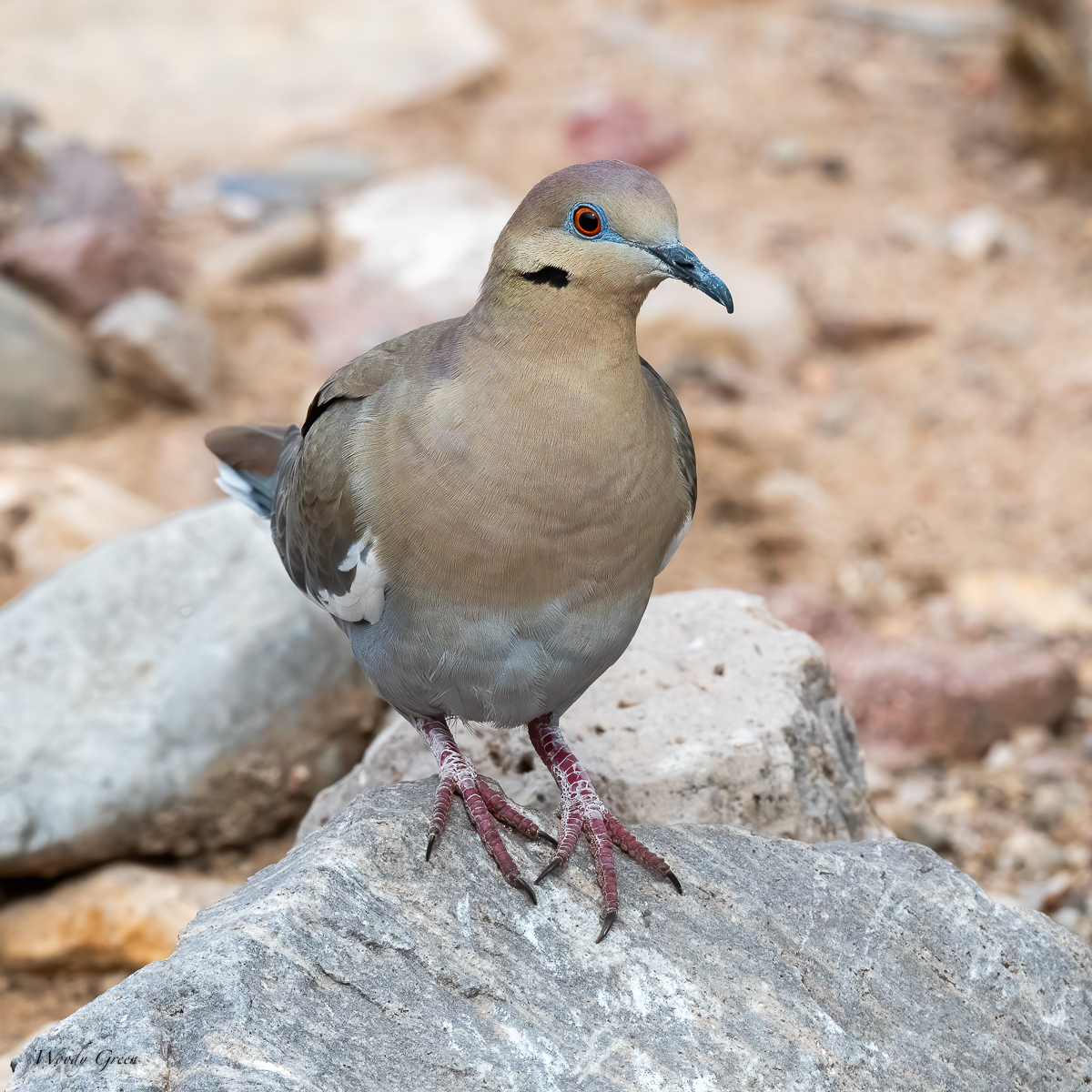 WhiteWingedDove-535.jpg