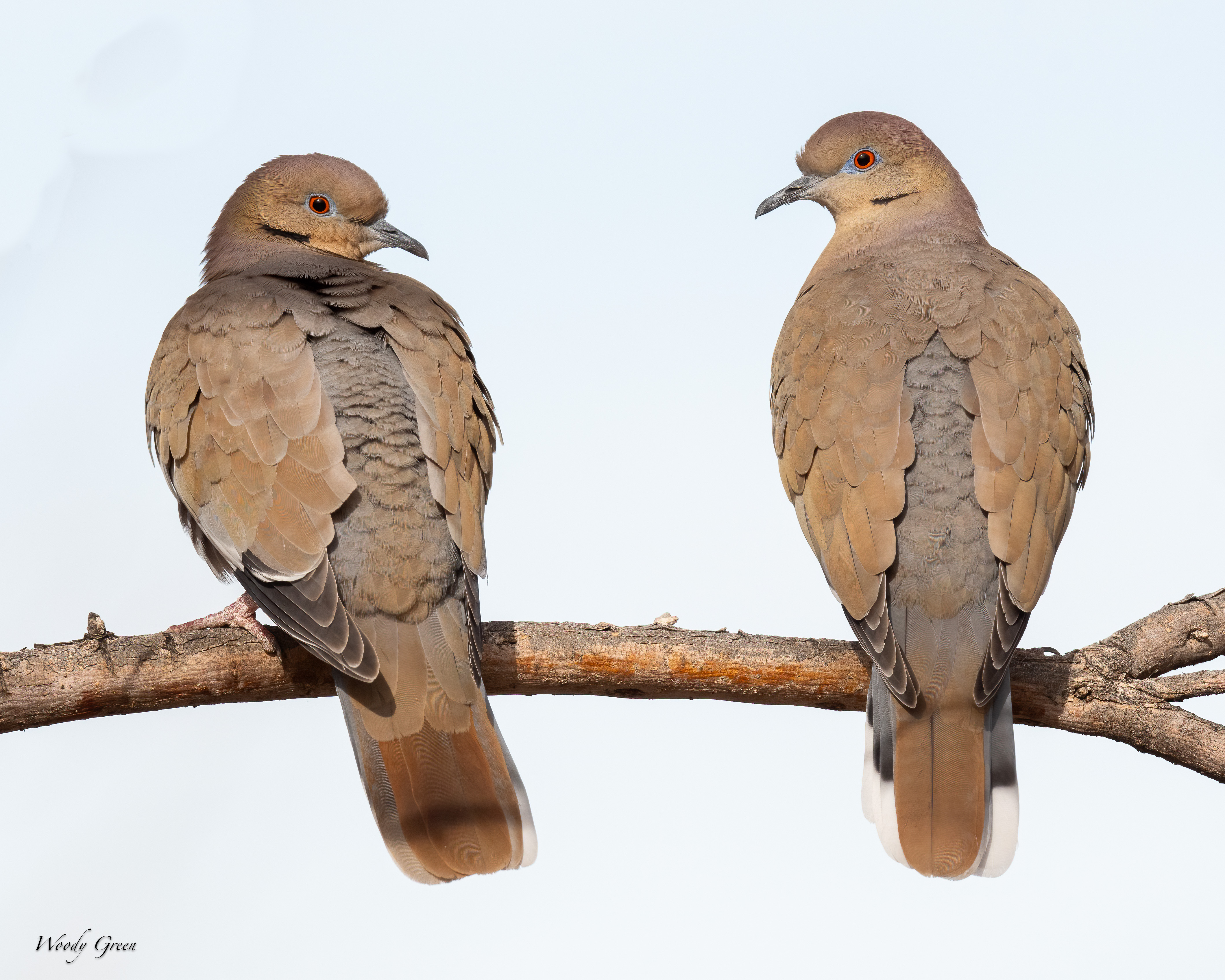 WhiteWingedDoves-277.jpg