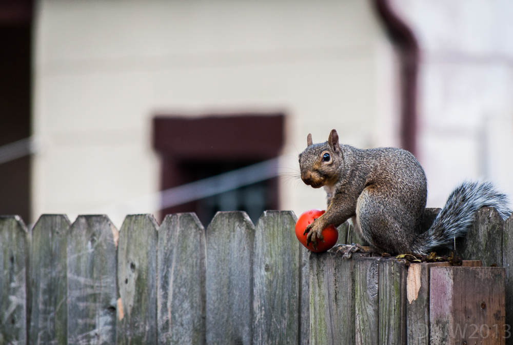 Who needs nuts (1 of 1).jpg