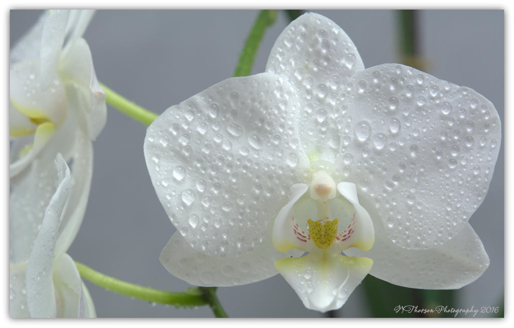 Whole White Orchid 4-18-2016.jpg