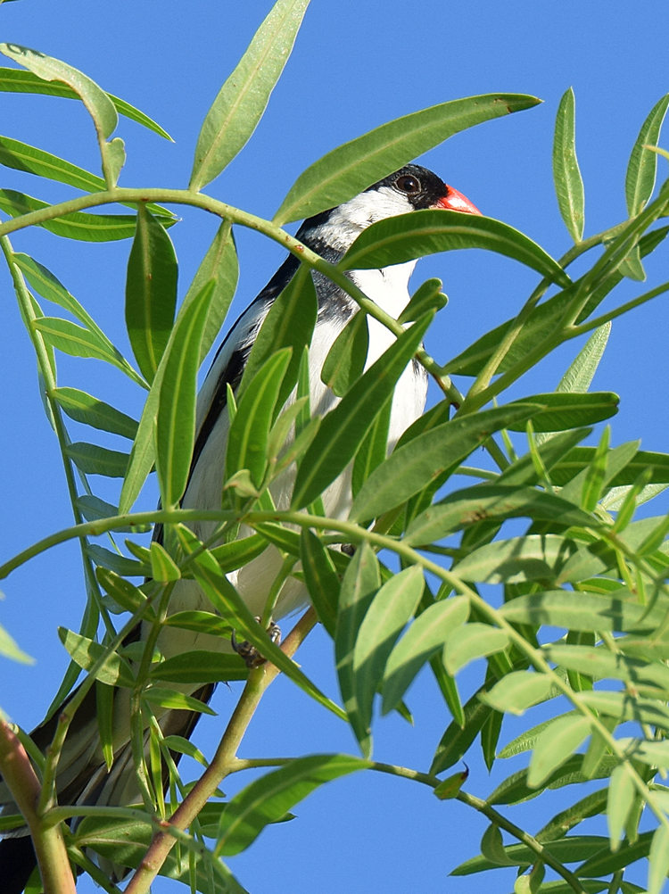 Whydah.jpg