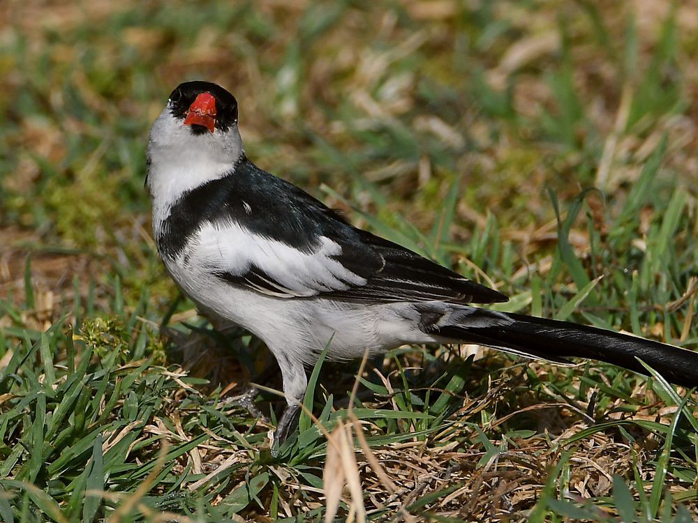 Whydah.jpg