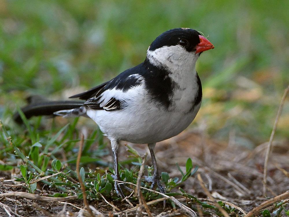 Whydah.jpg