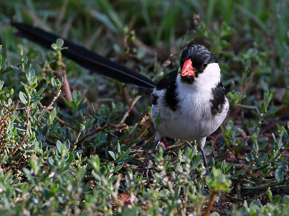 Whydah.jpg