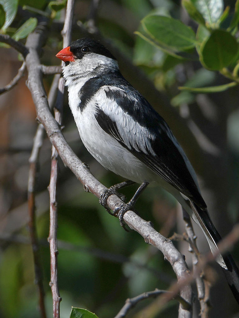 Whydah.jpg