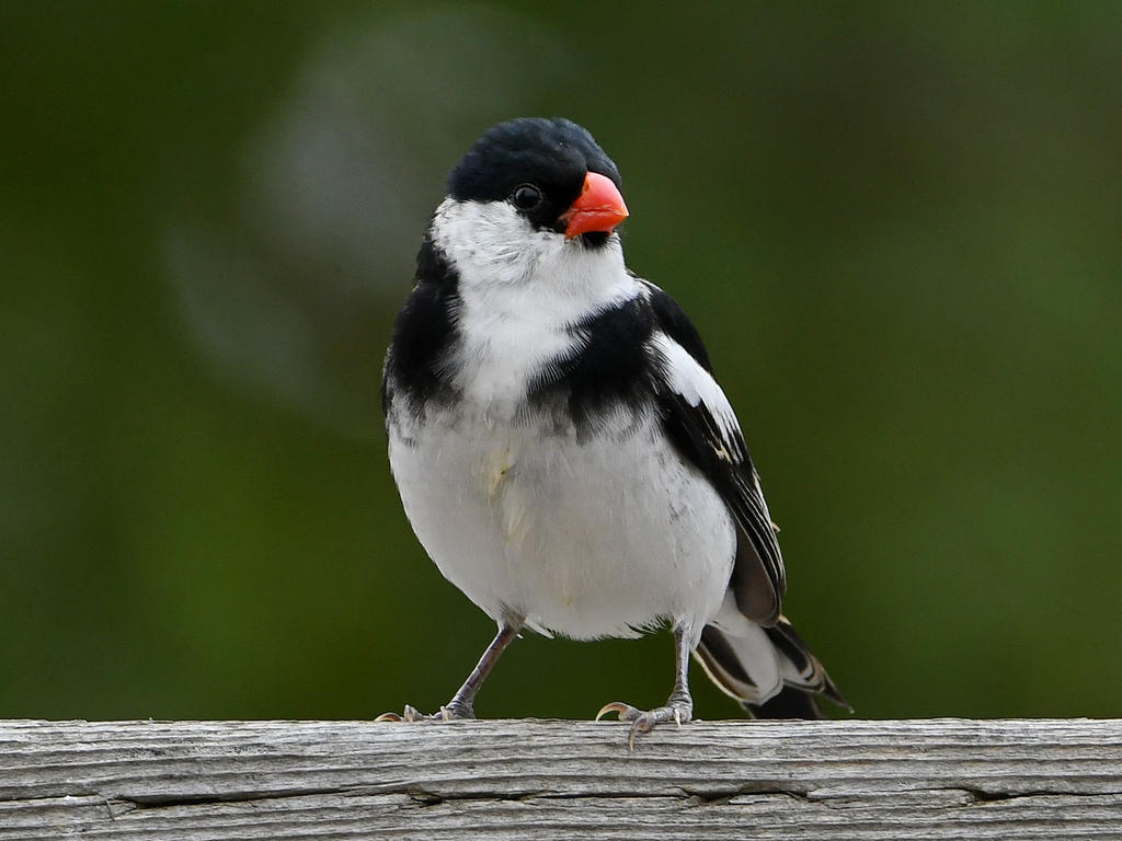 Whydah.jpg