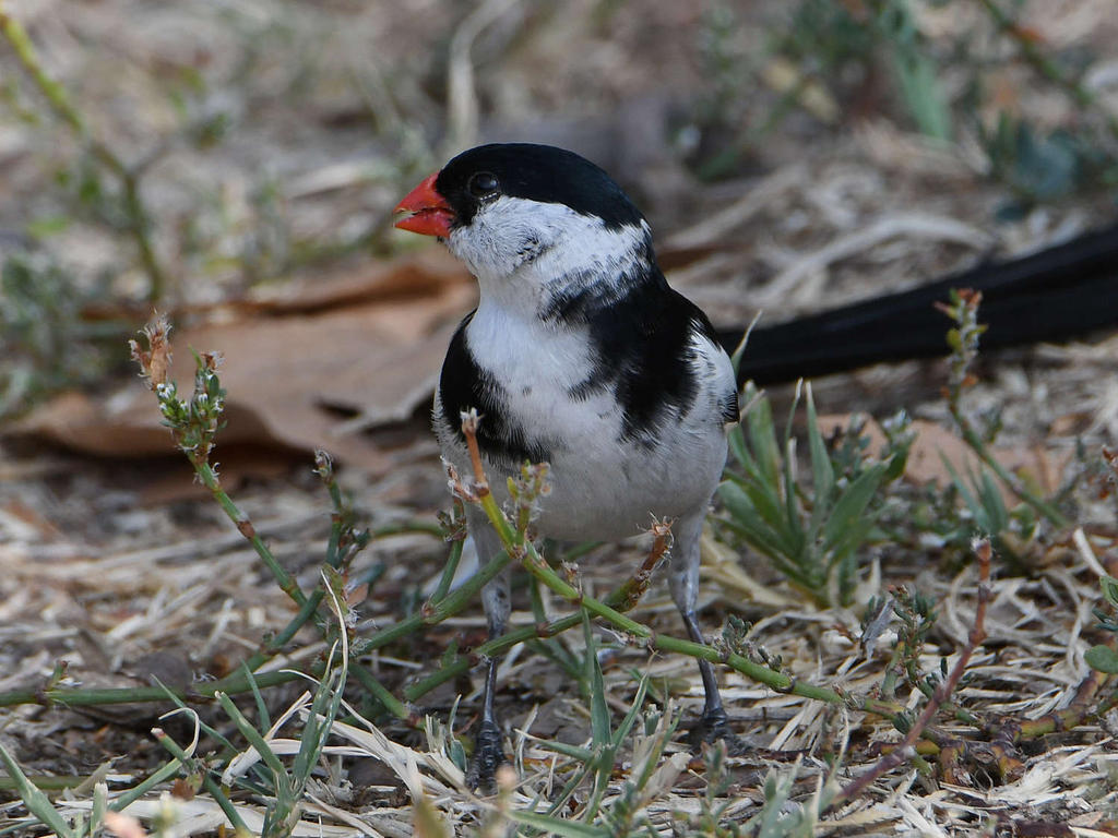 Whydah.jpg