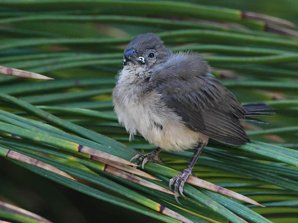 Whydah.jpg