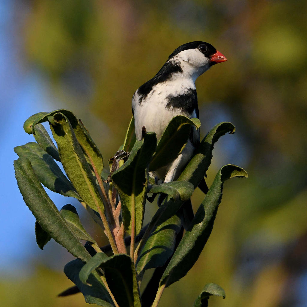 Whydah10.jpg