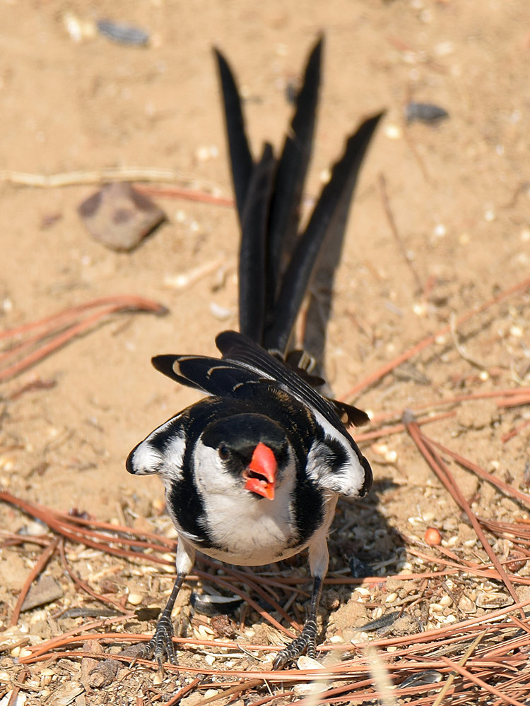Whydah17.jpg