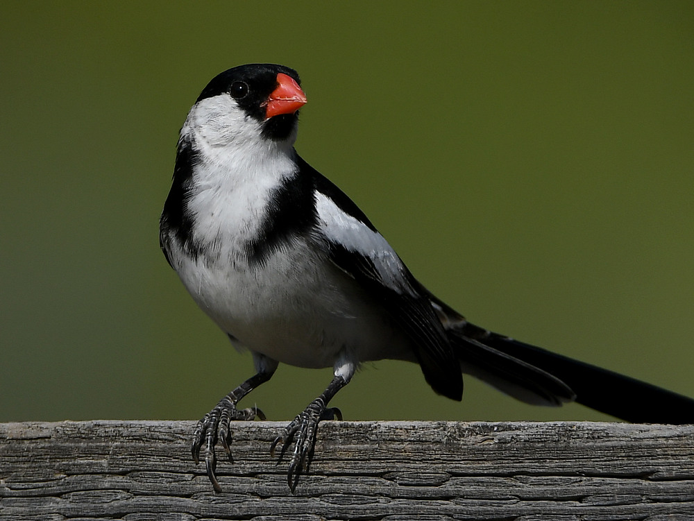 Whydah19.jpg