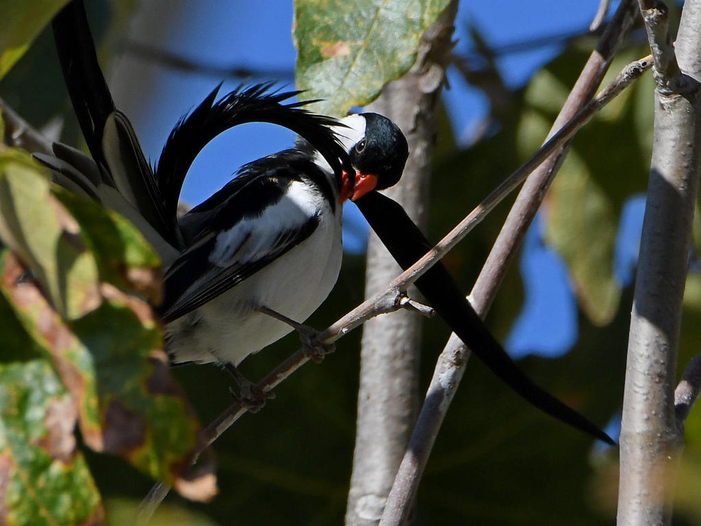 Whydah19.jpg