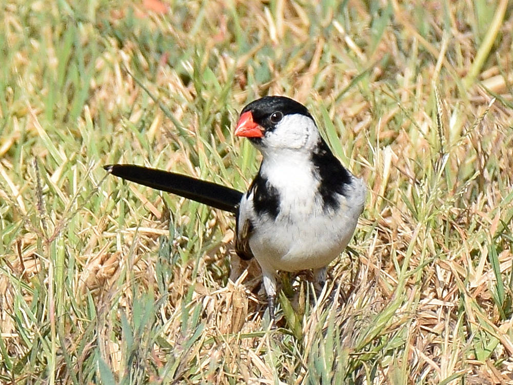Whydah2.jpg