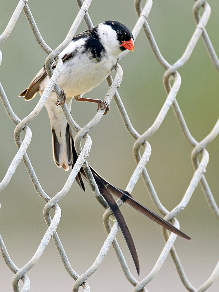 Whydah2.jpg