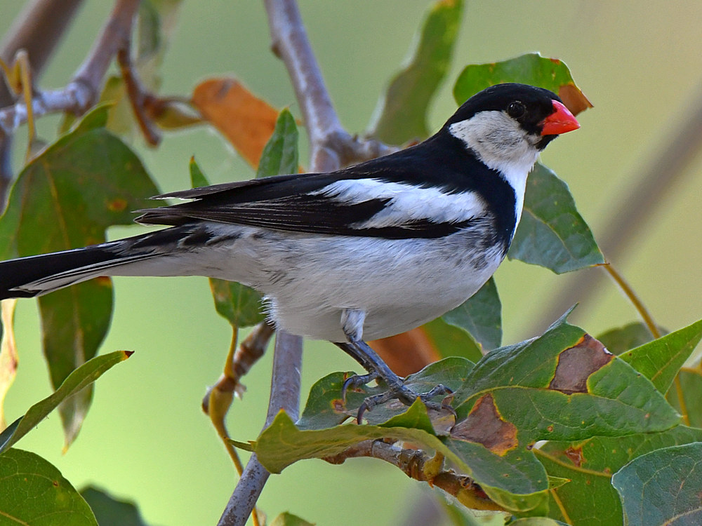 Whydah2.jpg