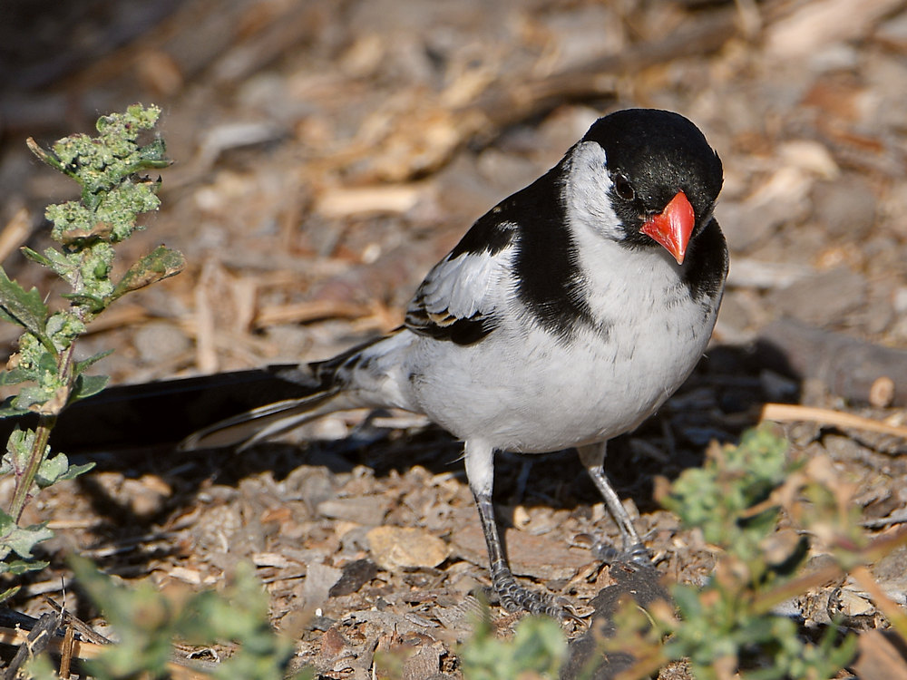 Whydah2.jpg