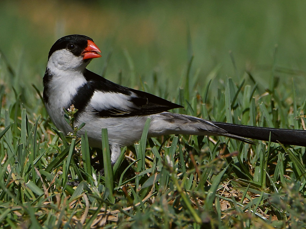 Whydah2.jpg