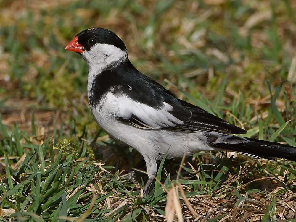 Whydah2.jpg