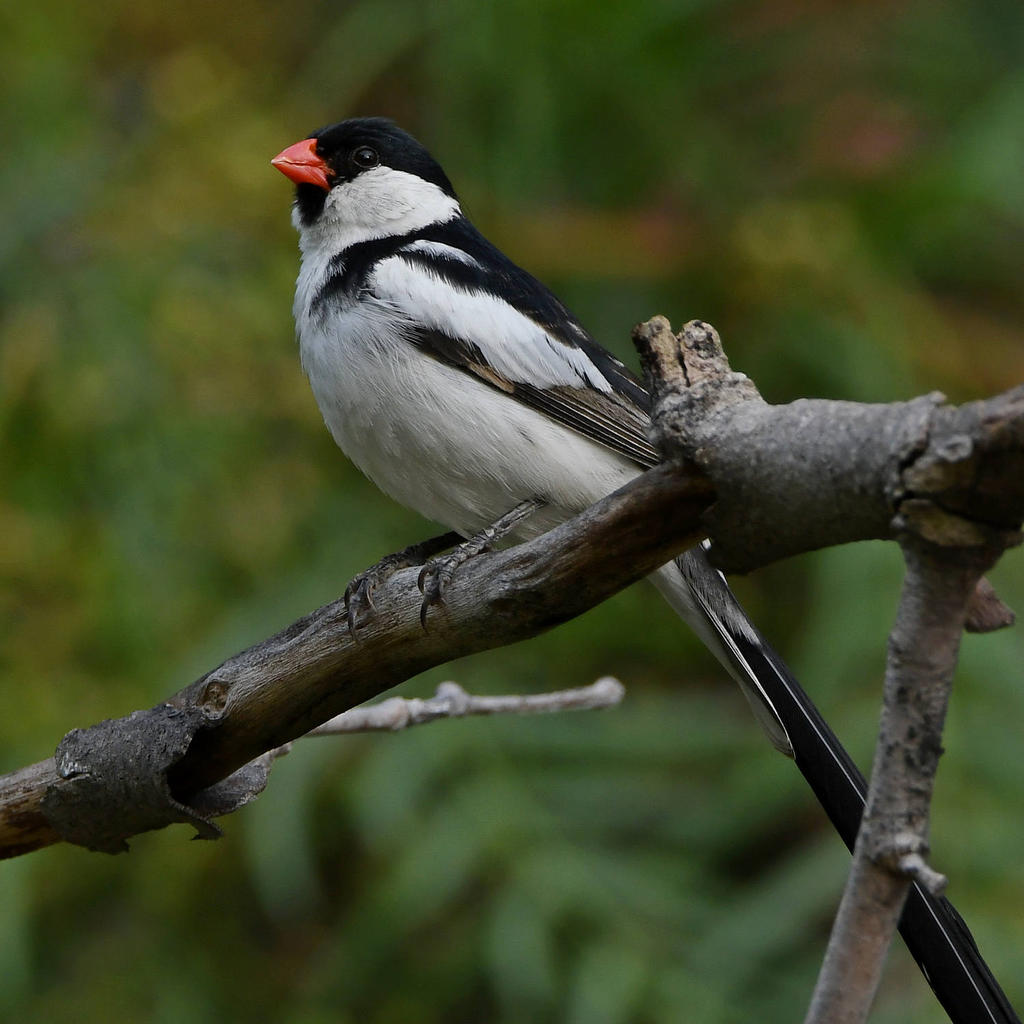 Whydah2.jpg