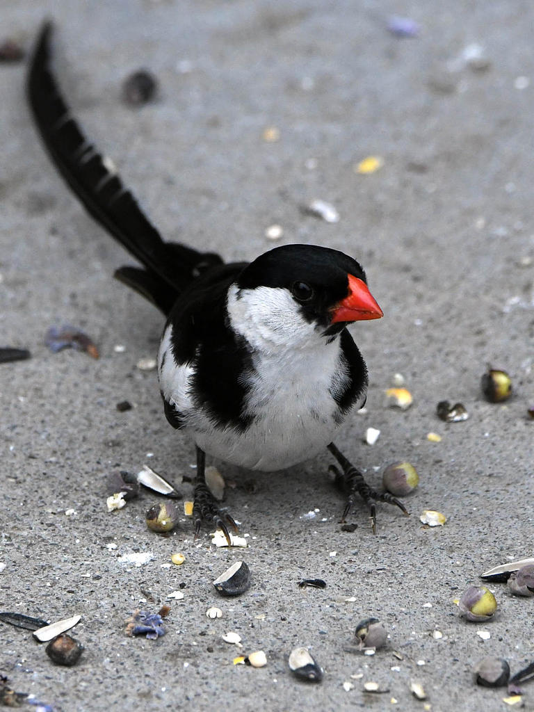 Whydah2.jpg