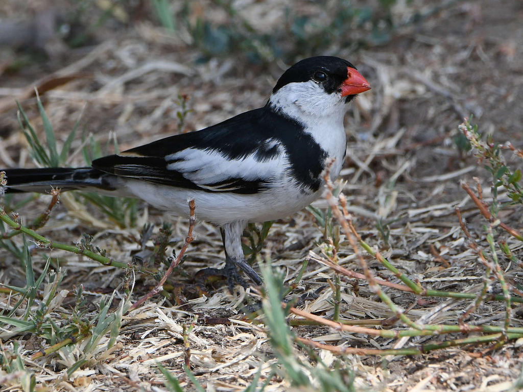 Whydah2.jpg