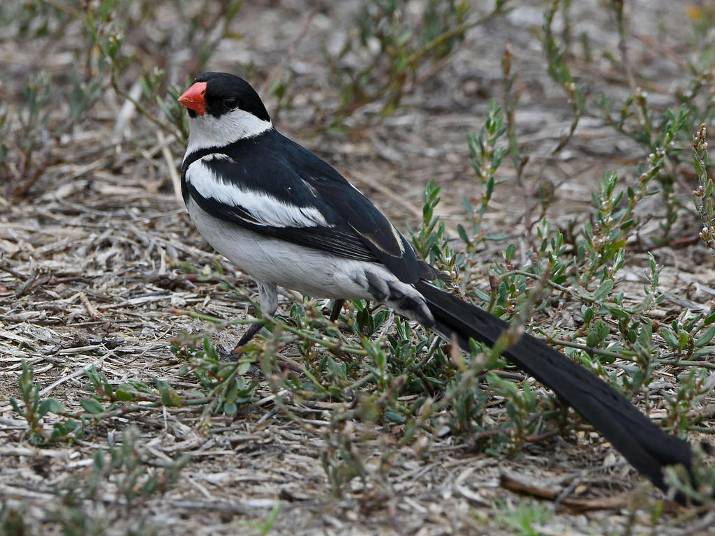 Whydah2.jpg