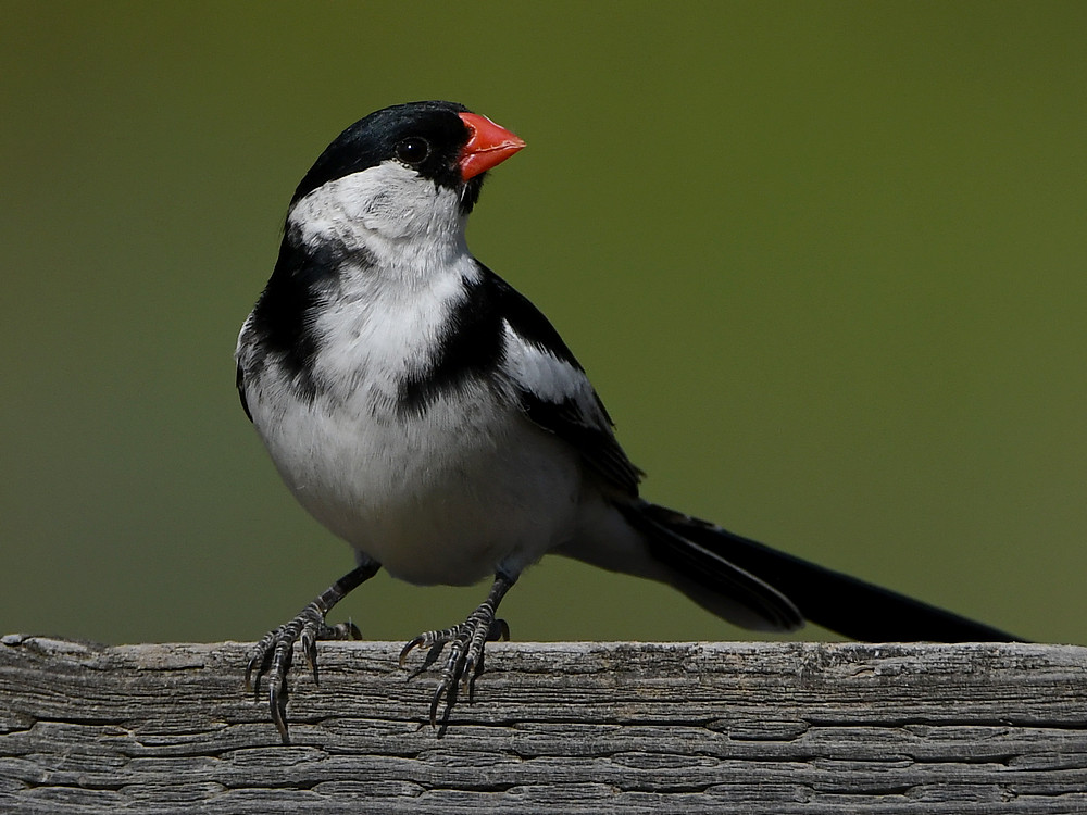 Whydah21.jpg