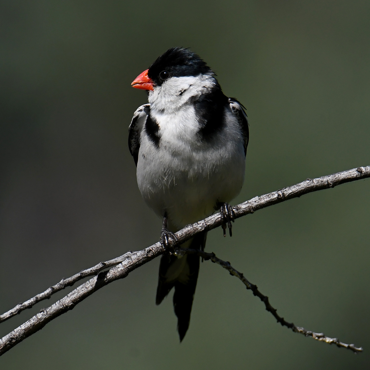 Whydah22.jpg