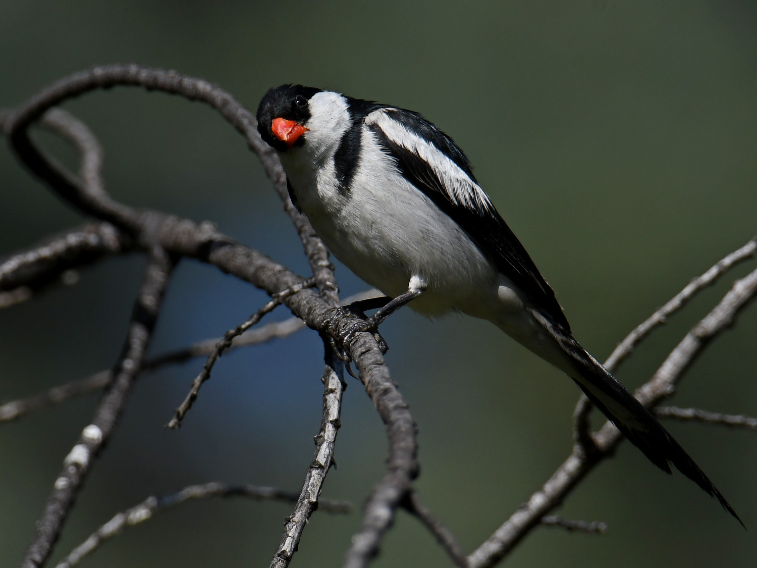 Whydah25.jpg