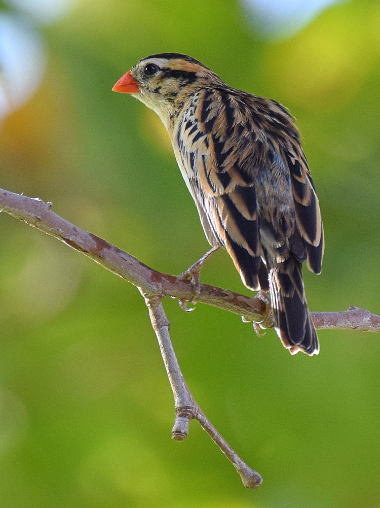 Whydah3.jpg