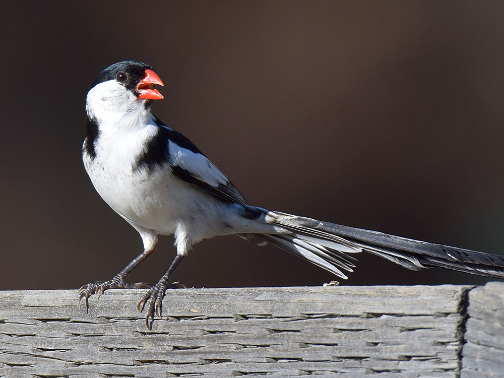 Whydah3.jpg